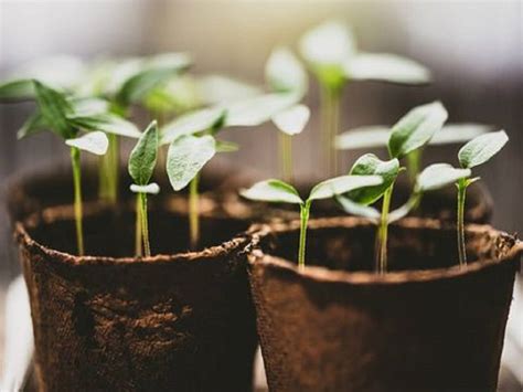 planting flower seeds in pots