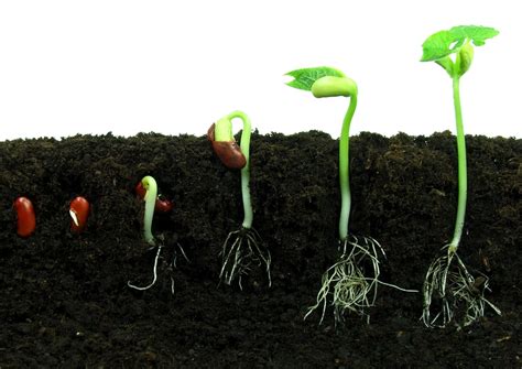 planting from seeds tips