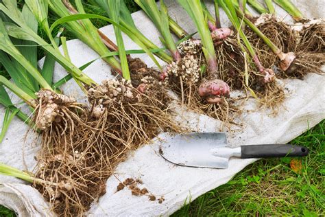 planting gladiolus bulbs