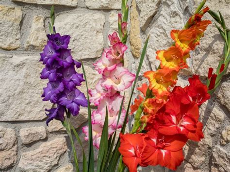 planting gladiolus bulbs in pots