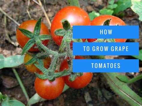planting grape tomatoes