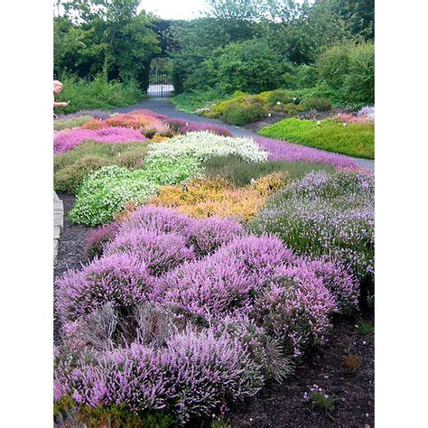 planting heather and lavender together