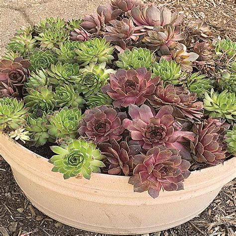 planting hens and chicks as ground cover