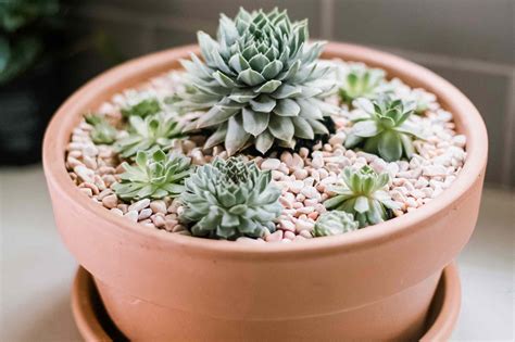 planting hens and chicks in pots