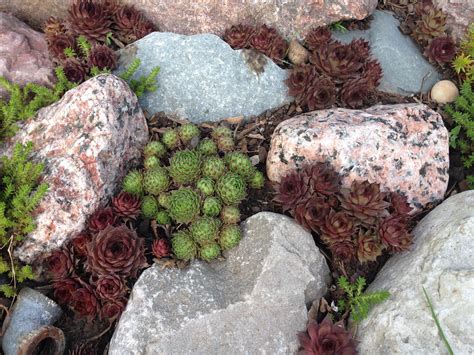 planting hens and chicks in rock garden