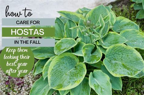 planting hostas in fall