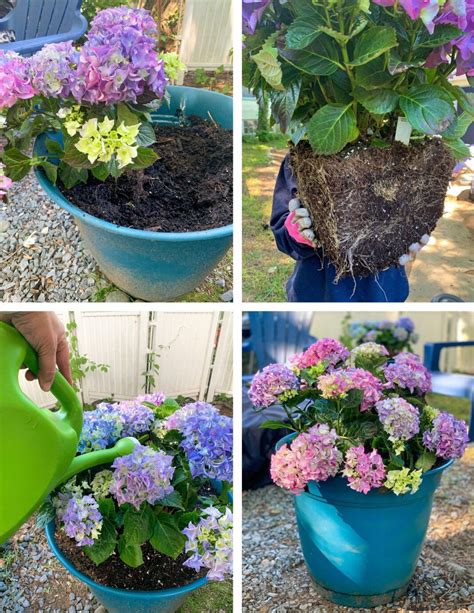 planting hydrangeas from pots