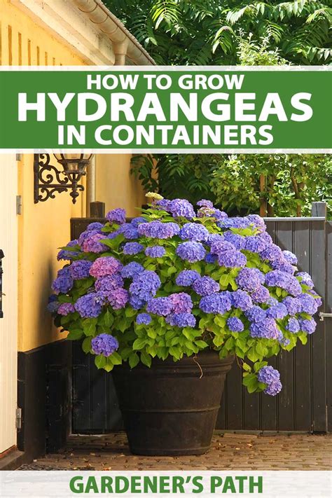 planting indoor hydrangea outside