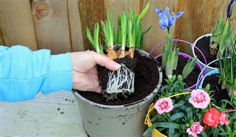 planting iris bulbs