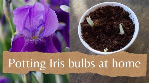 planting iris bulbs in pots