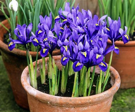 planting irises in pots