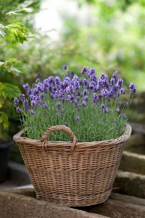 planting lavender in pots