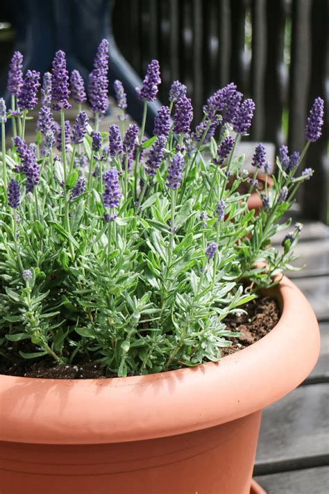 planting lavender in pots