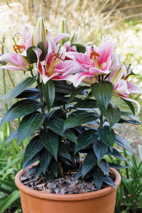planting lilies in pots