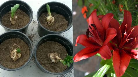 planting lily bulbs
