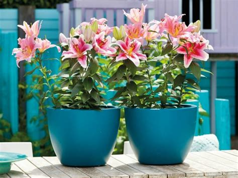 planting lily bulbs in pots