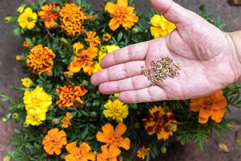 planting marigold seeds