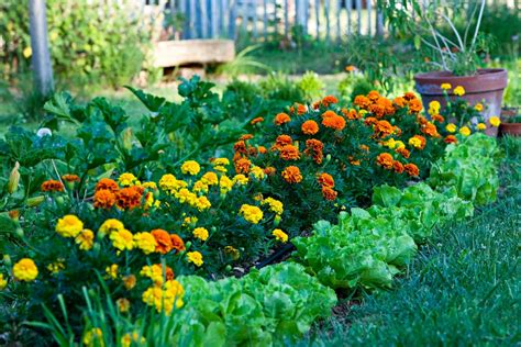 planting marigolds in vegetable garden