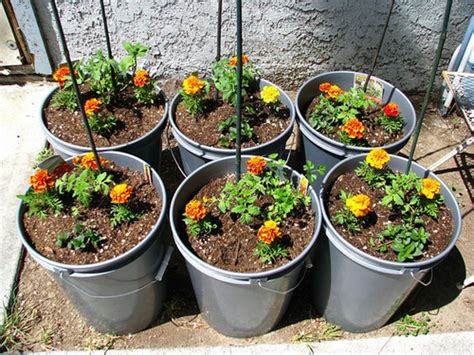 planting marigolds with tomatoes in pots