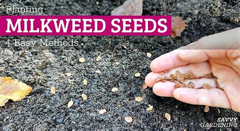 planting milkweed seeds