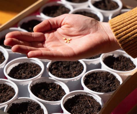 planting old seeds