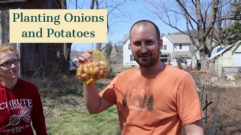 planting onions and potatoes together