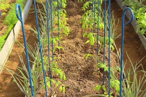 planting onions with tomatoes