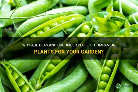 Growing Peas and Cucumbers Together: Tips and Tricks