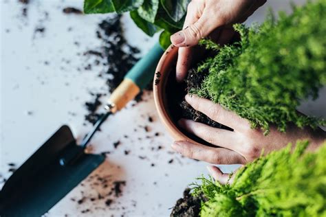 planting plants in pots