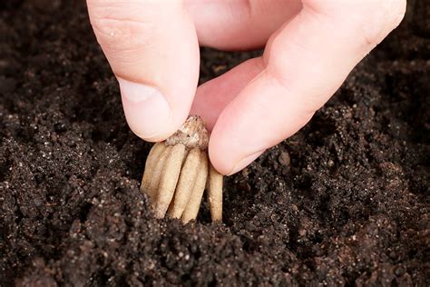 planting ranunculus bulbs