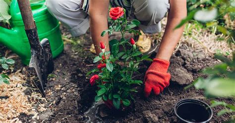 planting rose bushes