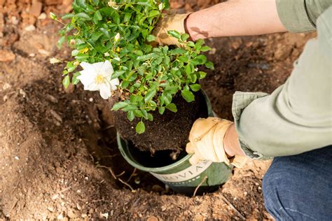 planting rose bushes