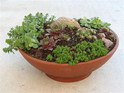 planting sempervivum in pots