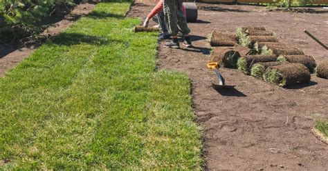 planting sod in fall