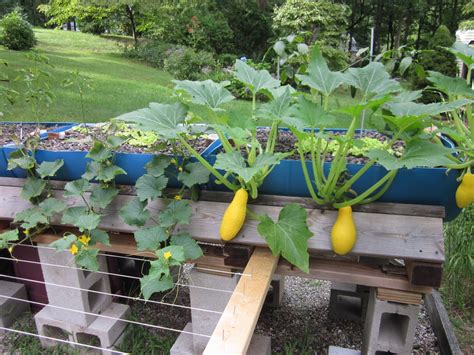 planting squash and cucumbers together