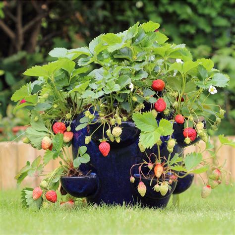 planting strawberries in containers