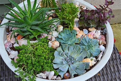 planting succulents in containers