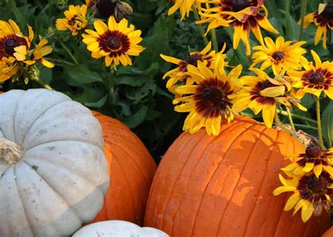 planting sunflowers and pumpkins together