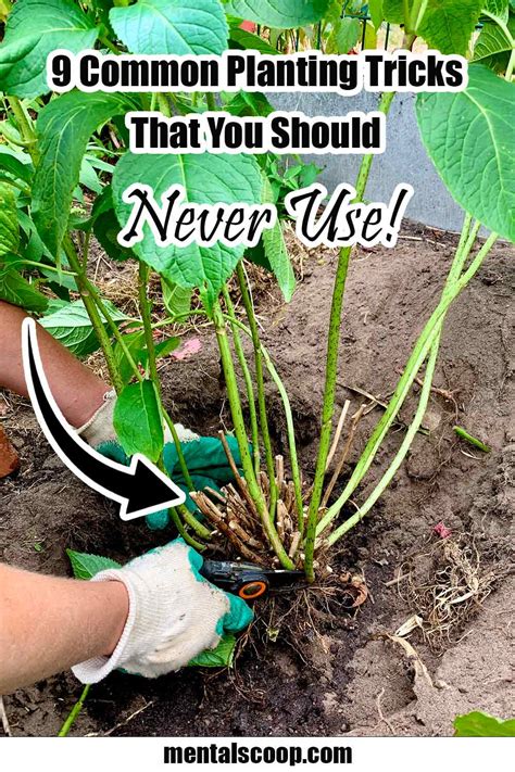 planting tips and tricks