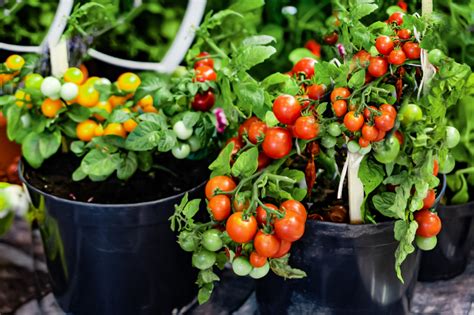 planting tomato plants in pots