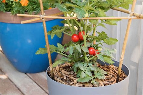 planting tomato plants in pots