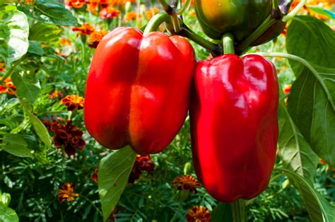 planting tomatoes and bell peppers together