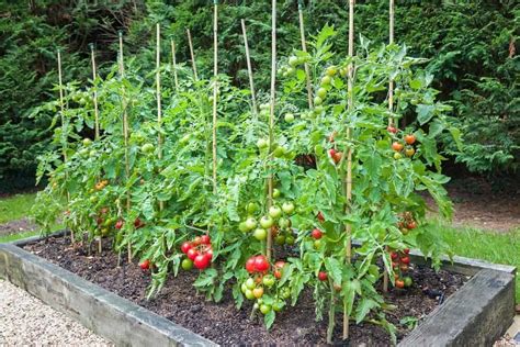 How to Successfully Plant Tomatoes and Zucchini Together