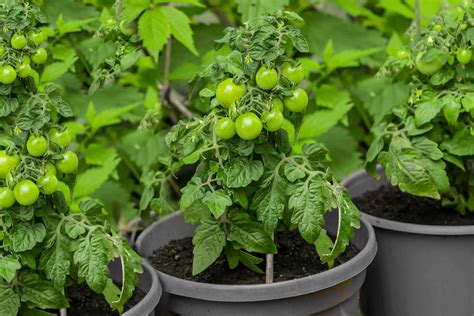 planting tomatoes in containers