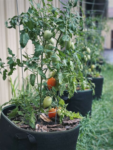 planting tomatoes in grow bags