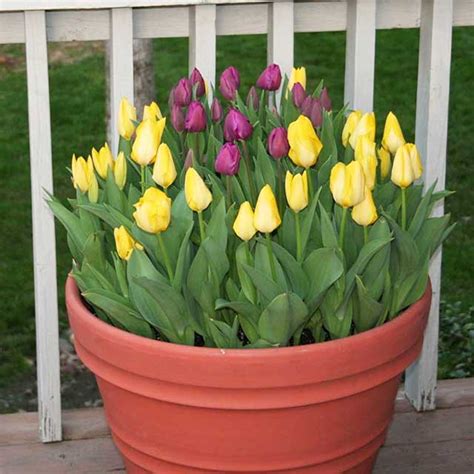 planting tulips in pots