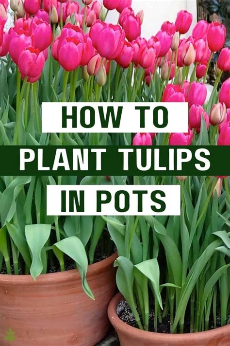 planting tulips in pots