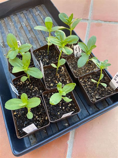 planting zinnia seeds