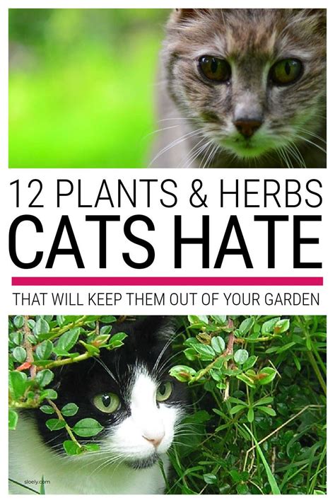 plants cats hate outdoor