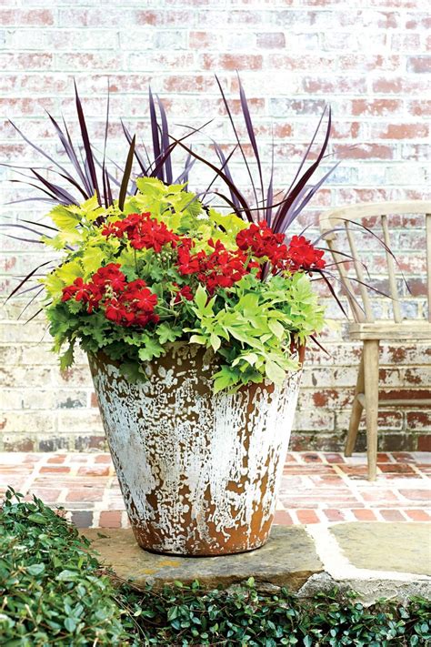 plants for large pots in sun